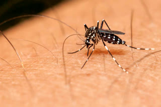 dengue kills 2 people in delhi last year 2019