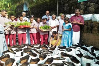 സമഗ്ര പച്ചക്കറി വികസന പദ്ധതിക്ക് ചുങ്കപ്പാറ അസിസി സ്‌പെഷ്യല്‍ സ്‌കൂളില്‍ തുടക്കം