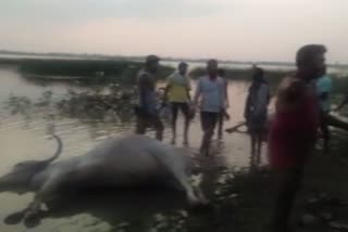 Two ox died in Krishna backwater in Vijayapura