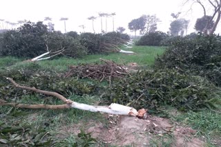 Hundreds of trees were cut in katihar