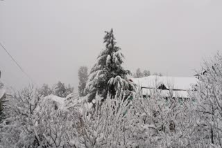 heavy snowfall in kinnaur