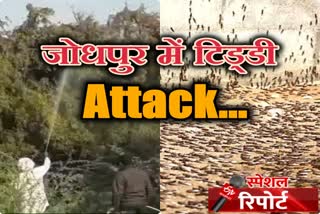 jodhpur latest news, जोधपुर न्यूज,  टिड्डी का हमला, Locusts attack, किसानों के जतन, जोधपुर में टिड्डी अटैक, Locust attack in farm, Jodhpur farmers are tensed