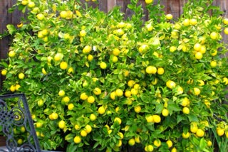 1 lakh lemon plants will be planted in Nahan this year