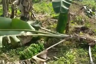 group-of-elephants-in-srikakulam-district