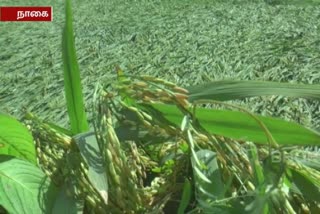 nagai-near-velankanni-heavy-rain-damaged-paddy-crops