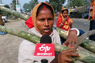 people looted bamboo sticks