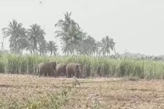 elephants-wandering-in-srikakulam-district