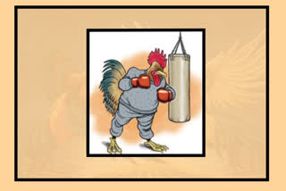 sankranthi cock fight