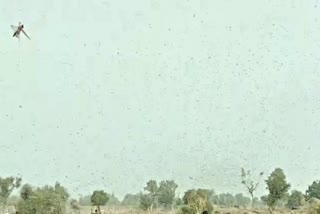 जोधपुर ताजा हिंदी खबर, jodhpur latest news, locust attack in rajasthan, राजस्थान में टिड्डियों का आंतक, लूणी जोधपुर न्यूज, luni jodhpur news in hindi