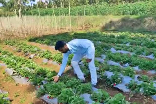 Organic farmer, Organic farmer cum aeronautical engineer, Organic farmer cum aeronautical engineer in Mysore, Mysore youth farmer news, ಸಾವಯವ ರೈತ, ಸಾವಯವ ರೈತ ಕಮ್‌ ಏರೋನಾಟಿಕಲ್‌ ಎಂಜಿನಿಯರ್‌, ಮೈಸೂರಲ್ಲಿ ಸಾವಯವ ರೈತ ಕಮ್‌ ಏರೋನಾಟಿಕಲ್‌ ಎಂಜಿನಿಯರ್‌, ಮೈಸೂರು ಯುವ ರೈತ ಸುದ್ದಿ,