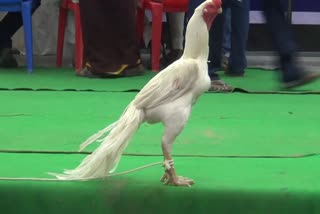 Poultry exhibition at dharmapuri