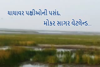 યાયાવર પક્ષીઓની પસંદગીનું સ્થળ મોકર સાગર વેટલેન્ડ