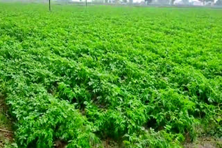 rain effects on crops in kurukshetra