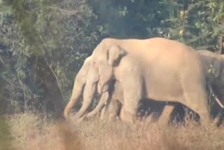 Forest Elephants attack on Paddy crops in Sakleshpur