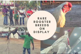 Rare rooster breeds on display at Karaimangalam