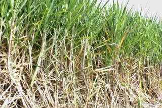 Sugarcane crop in crisis