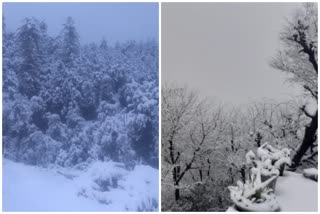 snowfall in tourist palce chail