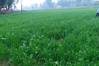 Crops benefit from rain