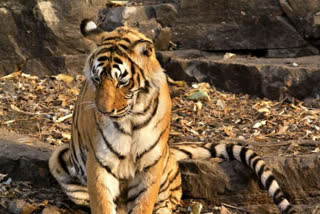 Mhadei Wildlife Sanctuary  Goa forest department  Goa's Chief Wildlife Warden Santosh Kumar  Tiger death in Goa  വന്യജീവി സങ്കേതം  കടുവയുടെ മൃതദേഹം കണ്ടെത്തി  മഹാഡെ വന്യജീവി സങ്കേതം