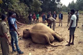 elephant death