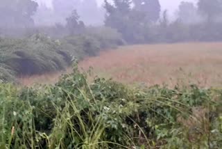 Farmers crop destroyed due to rain in bilaspur