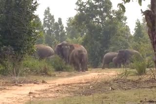 Roaming elephants