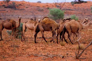 Australia to kill thousands of camels amid wildfires