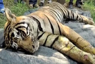 Tigress, three cubs found dead in Goa forest in four days