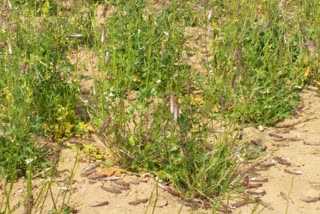 सप्ताह बाद भी टिड्डियों पर नहीं हुआ नियंत्रण,  Locusts did not control even after week