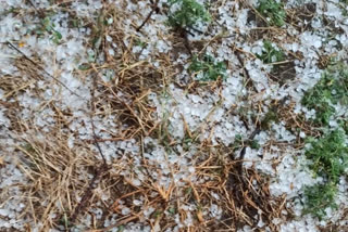 Twelve villages in three talukas of Yavatmal district were Hail hit