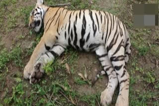 committee formed to know about about tiger death