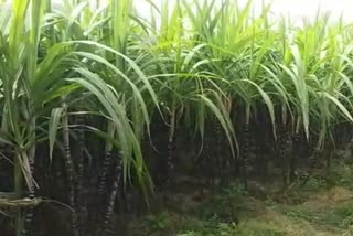 Sugarcane prices decline