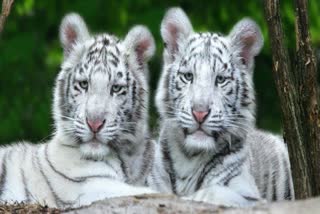 tigress-sneha-born-two-white-tiger-in-nandankanan-zoo-bhubaneswar