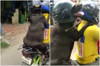 helmet dog