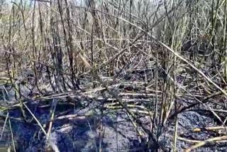 fire breaks out in sugar cane land