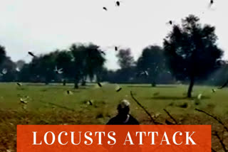 Locusts attack