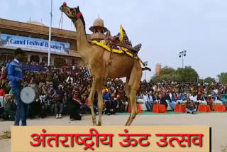 bikaner came festival, बीकानेर ऊंट महोत्सव, बीकानेर ताजा हिंदी खबर, bikaner latest news, bikaner camel festival news, अंतराष्ट्रीय ऊंट उत्सव बीकानेर