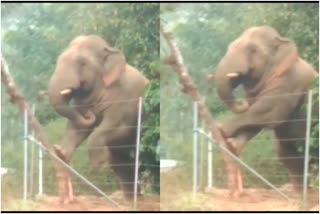 Elephant try to to dismantle the tree in hassan