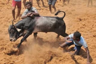 jallikkattu