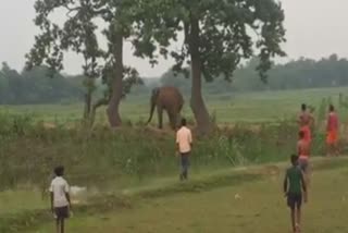 Elephant terror in keonjhar patna range
