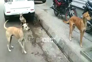 People troubled by stray animals