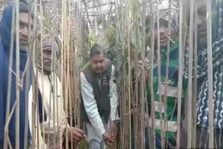 in-bharatpur-special-news-about-distress-on-betel-farming