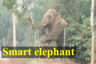 Elephant tries to break electric fence  Elephant's smart act  വൈദ്യുത വേലി തകർക്കുന്ന വീഡിയോ വയറൽ  Elephant tries to break electric fence using a brilliant technique