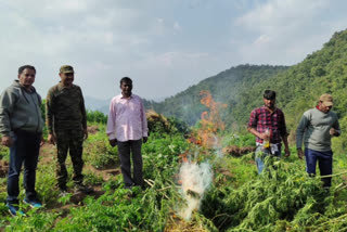 offocers attack on Illegal Cannabis cultivation