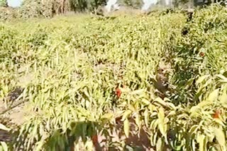 Jodhpur news, crop damaged, ठंड से फसल बर्बाद