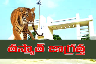 The tiger wanders in telangana university in dichpally in nizamabad