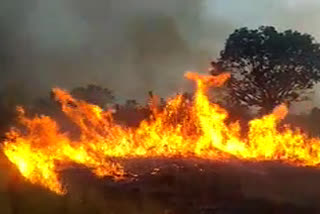 madayippara fire accident  മാടായിപ്പാറ തീപിടിത്തം  മാടായിപ്പാറ ജൈവവൈവിധ്യം  മാടായിക്കാവ് ക്ഷേത്രം  വടുകുന്ദ ക്ഷേത്രം  മാടായിപ്പാറ ജൂത കുളം