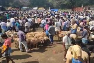 pongal goat market