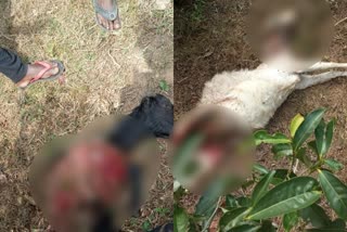 two goat killed by leopard  വണ്ടിപ്പെരിയാറിൽ പുലിയിറങ്ങി  വണ്ടിപ്പെരിയാറിൽ പുലിയിറങ്ങി: ജനം ഭീതിയില്‍  ഇടുക്കി:  പുലിയിറങ്ങി