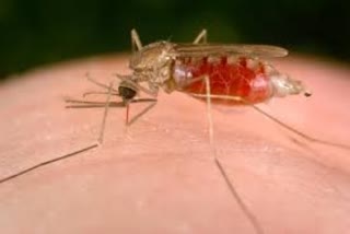 Health department of Jharkhand is constantly trying to make a malaria free state